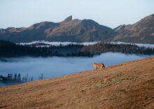 What Is Threatening the Nilgiris? India’s Blue Mountains Face Growing Environmental Threats