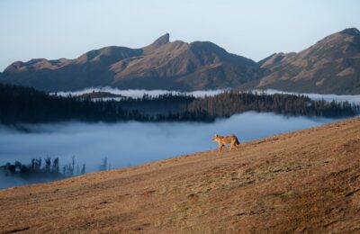 What Is Threatening the Nilgiris? India’s Blue Mountains Face Growing Environmental Threats