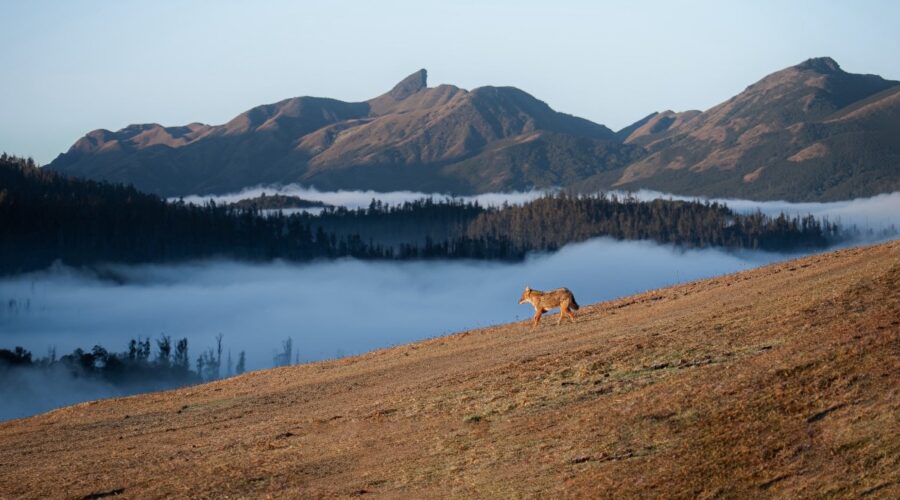 What Is Threatening the Nilgiris? India’s Blue Mountains Face Growing Environmental Threats